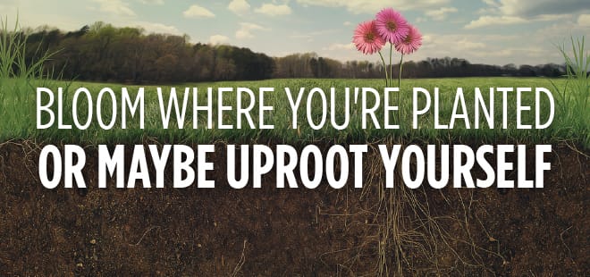 Bloom Where You’re Planted – Or Maybe Uproot Yourself